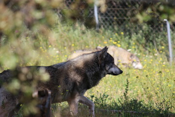 Lobo en cautividad en plena naturaleza , lobo iberico , europeo y de la tundra 
