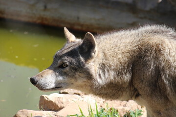 Lobo en cautividad en plena naturaleza , lobo iberico , europeo y de la tundra 