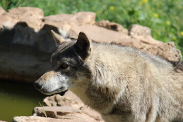 Lobo en cautividad en plena naturaleza , lobo iberico , europeo y de la tundra 