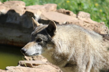 Lobo en cautividad en plena naturaleza , lobo iberico , europeo y de la tundra 