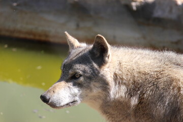 Lobo en cautividad en plena naturaleza , lobo iberico , europeo y de la tundra 