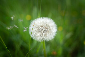 Dandelion in a green field