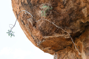 Plants growing out of rocks in Namibia, Africa