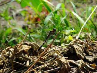 Dragonfly