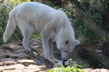 Lobo en cautividad en plena naturaleza , lobo iberico , europeo y de la tundra 