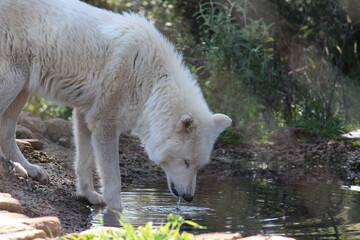 Lobo en cautividad en plena naturaleza , lobo iberico , europeo y de la tundra 