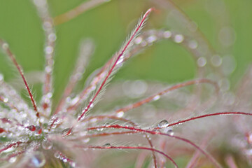 北ノ俣岳登山道脇のチングルマ