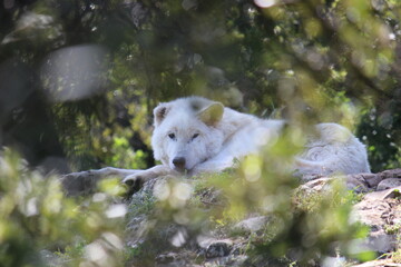 Lobo en cautividad en plena naturaleza , lobo iberico , europeo y de la tundra 