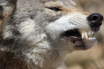Lobo en cautividad en plena naturaleza , lobo iberico , europeo y de la tundra 