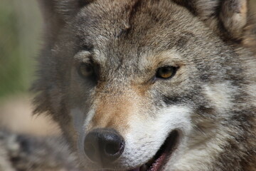 Lobo en cautividad en plena naturaleza , lobo iberico , europeo y de la tundra 