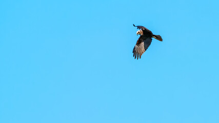 Eagle flying in the blue sky