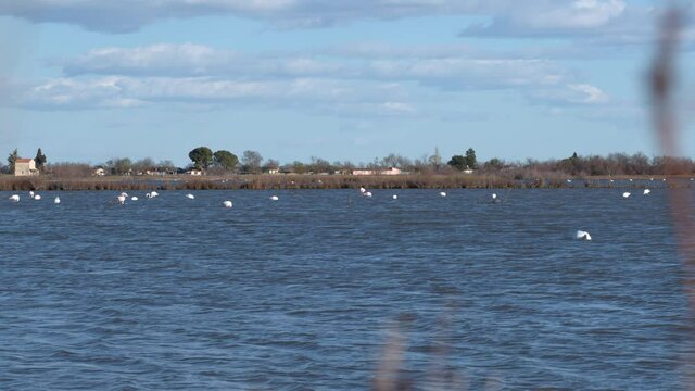 Flamand sur &eacute;tang de camargue