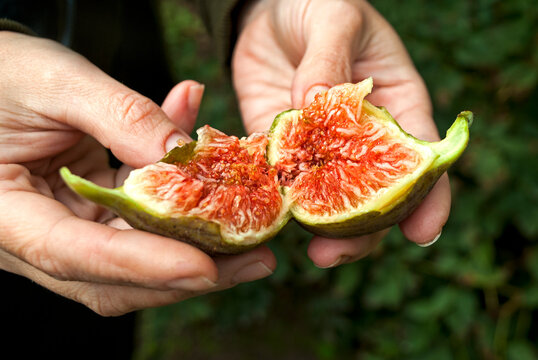Homemade ripe, juicy and colorful figs in female hands. A farmer checks the quality of the figs. The fruit of the fig tree is edible, green-skinned and soft. 