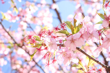 さくら 桜 サクラ 淡い 春満開 花見 ピンク 花びら 美しい 綺麗 優美