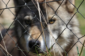 Lobo en cautividad en plena naturaleza , lobo iberico , europeo y de la tundra 