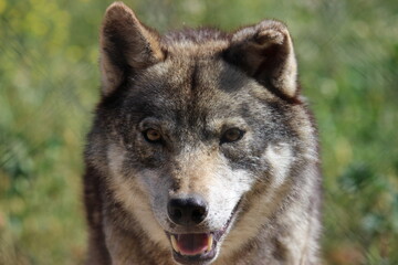 Naklejka na ściany i meble Lobo en cautividad en plena naturaleza , lobo iberico , europeo y de la tundra 