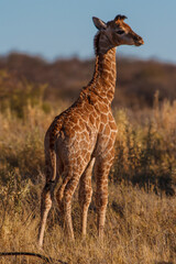 Naklejka na ściany i meble New born baby giraffe enjoying the sun