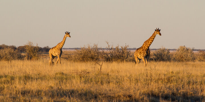 Giraffe walking in the savannah in beautiful evening light