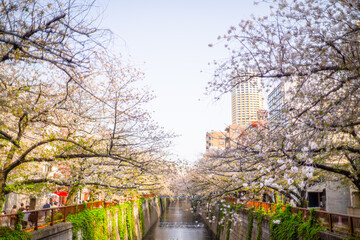 Cherry blossoms have fallen at Meguro River in Tokyo Japan