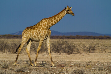 Naklejka na ściany i meble Giraffe walking in the savannah in beautiful evening light