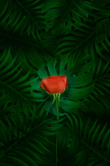 For advertising card or invitation. Poster and Banner manipulation layout. Monstera leaves plant on...