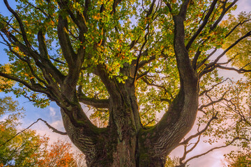 The trunk of old oak tree, evening light