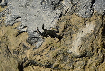 Krabbe am Strand von Waikiki Beach auf der Insel Oahu, Hawaii