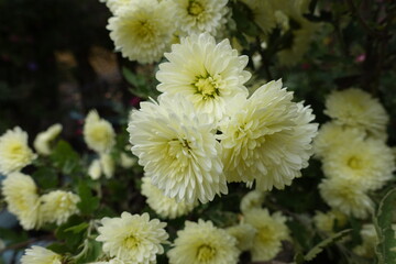 Yellowish white flowers of Chrysanthemums in October