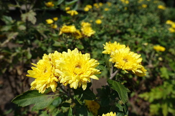 Close view of yellow flowers of Chrysanthemums in August