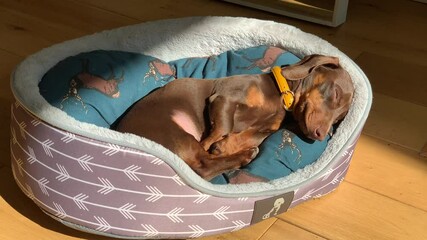 Snoring Miniature Dachshund in his Basket
