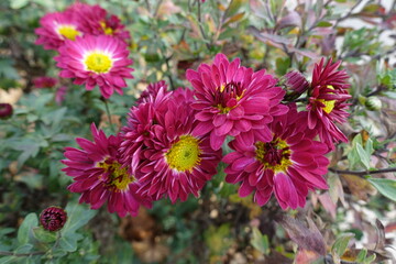 Fototapeta premium Group of ruby red and yellow flowers of Chrysanthemums in November