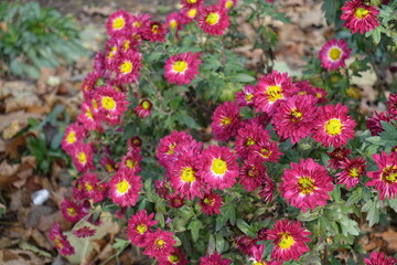 Obraz premium Multiple crimson and yellow flowers of Chrysanthemums in November