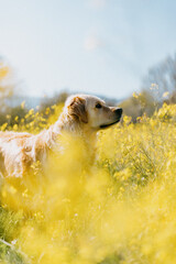 Perro Golden Retriever en un campo de flores