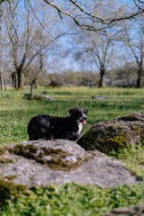 Fototapeta premium Perro en un campo 