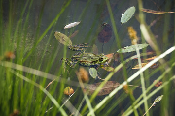 Beautiful Czech Marsh frog found in Beskydy mountains in czech republic. Pelophylax ridibundus passes between the reeds and the eye follows my lens