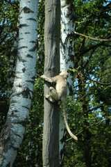 young Gray Langur proves his courage and climbs up a tall tree up to the crown. Hanuman langurs...