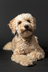 Adorable lying beige Labradoodle, isolated on a black background.