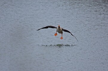 Graugans im Anflug