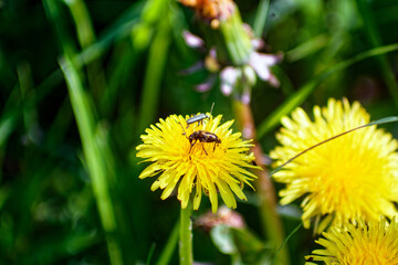 insects on a yellow flower
