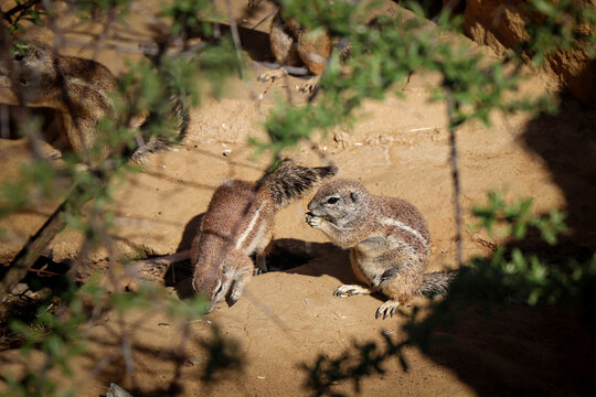 Portrait of European ground squirrel standing on hind paws holding vegetable salad with paws and eating it. Cute rodent snacks on a sunny day. Spermophilus citellus. Family. Brother and siste