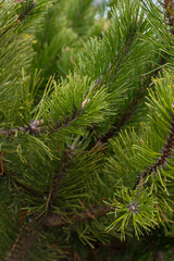 close up of pine needles