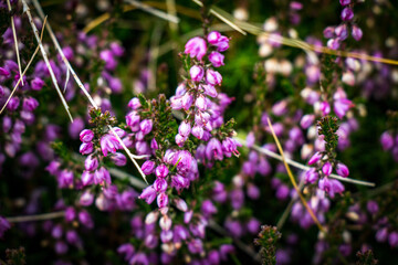 heather in the austrian alps, alpine vegetation, gastein