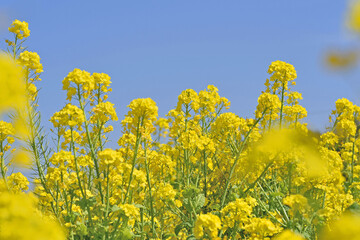 Obraz premium 福ふくの里の菜の花