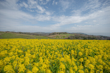 Obraz premium field