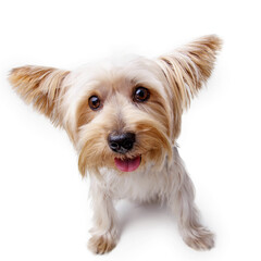 perrita yorkshire fondo blanco