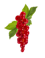 Red currant  isolated on white background with clipping path