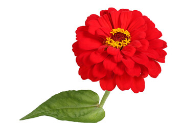 Red growing zinnia with leaf