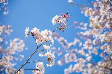 桜(鹿児島県さつま町観音滝公園)