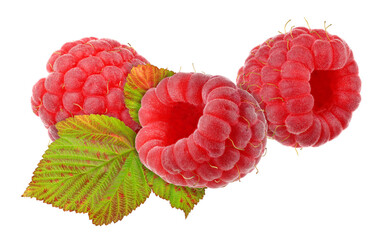 Three raspberries and raspberry leaf isolated on white. Very detailed, high resolution, high...