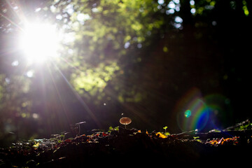 mushroom